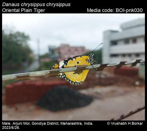 Danaus chrysippus chrysippus | Butterfly