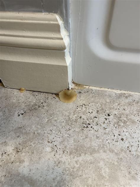 Who is this friend growing out of my bathroom molding? is it even a ...