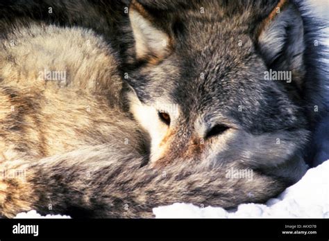 Image result for Gray Wolves Yellowstone