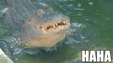 Image result for Exploding Alligator GIF