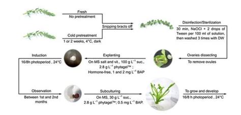 define gynogenesis?with flowchat - Brainly.in
