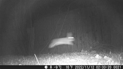 Image result for Monty Python Killer Sheep