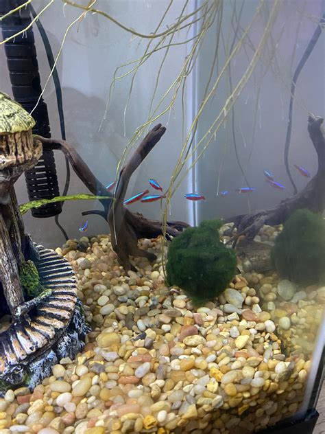 Stocking ideas for new 20 gal : r/Aquariums