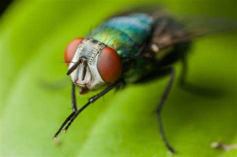 Here’s Why Flies Rub Their Hands Like They’re Planning World Domination