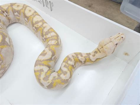 Image result for Purple Morph Reticulated Python