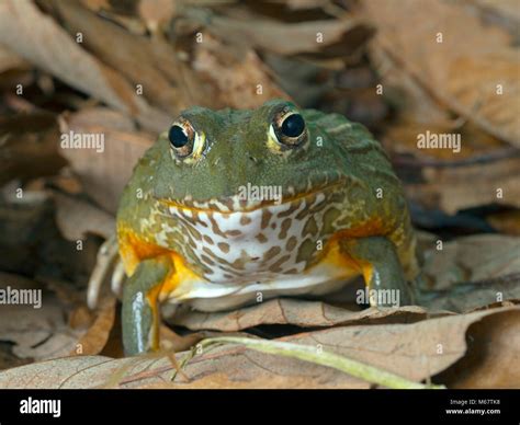 African bullfrog Pyxicephalus adspersus Stock Photo - Alamy