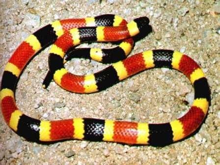 Meet the Deadly Coral Snake