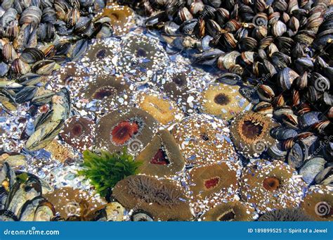 An Ecosystem Of Marine Life And Sea Anemones On The Rocky Shores Stock Photography ...