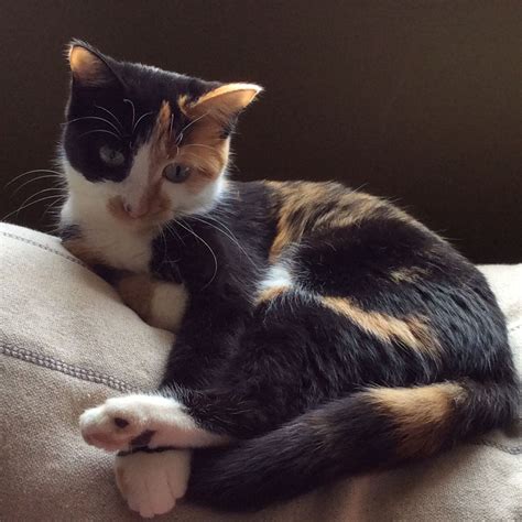 Ptetty calico cat, extra black. | Cute cats and kittens, Calico cat ...