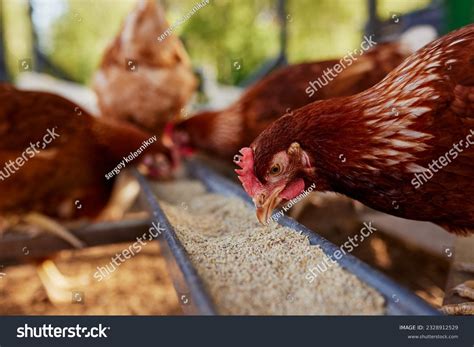 Animal Feed Chicken
