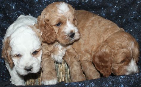 Image result for Cockapoo Puppy