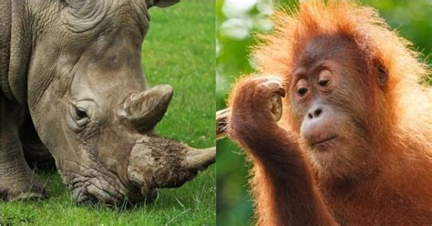 A Million Earth Species Risk Extinction Thanks To Human Activity, And ...