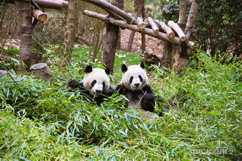 成都大熊猫繁育研究基地 - 鹏瑞利国际医疗健康中心
