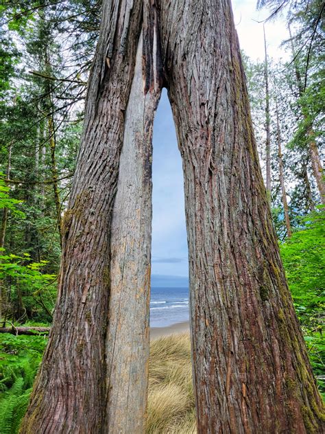 Image result for Sesame Tree Tumblr