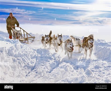 Dog sledge race Stock Photo - Alamy