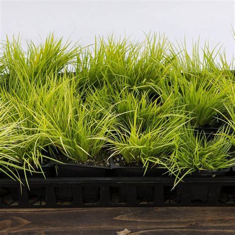 Dwarf Golden Sweet Flag - Acorus gramineus 'Minimus Aureus' – ServeScape