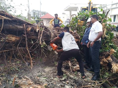 Due to the intensity of the wind, trees were felled at the location ...