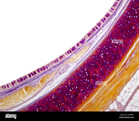 Cross-section of the trachea, showing C-shaped tracheal rings of ...