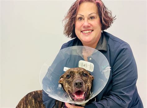 Spay and Neuter for Dogs and Cats Brevard, FL | Island Animal Hospital