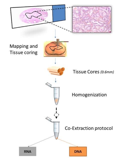 Tumor Tissue Homogenization Protocol 的图像结果