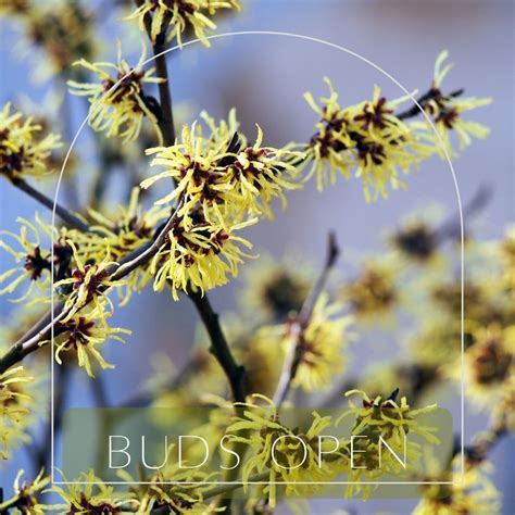 Image result for KS1 Signs of Spring