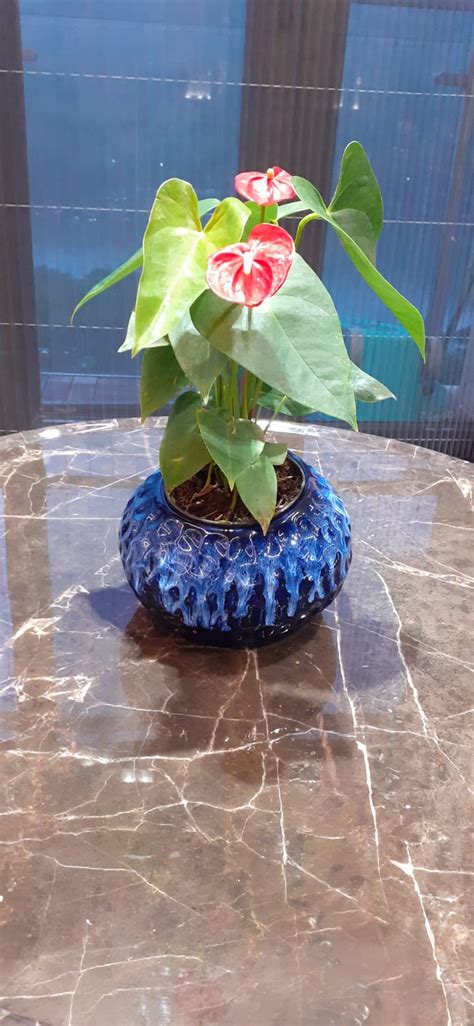 Lavish Landscape | Landscape Designing Services in Mumbai