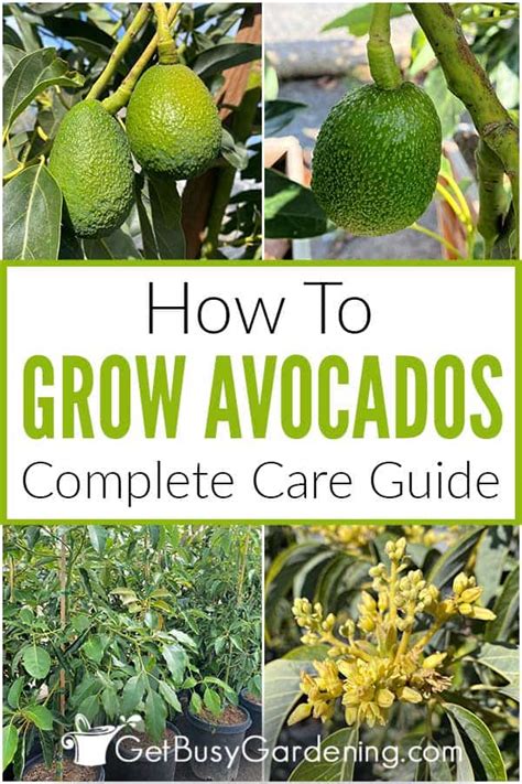 Avocado Tree Care & Complete Growing Guide