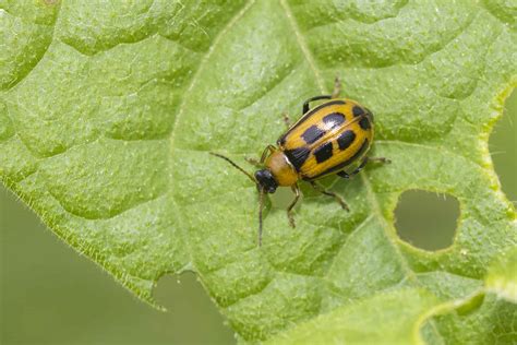 11 Colorful Bugs That Look Like Ladybugs - A-Z Animals