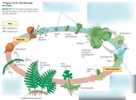 Image result for Fern Reproduction Cycle