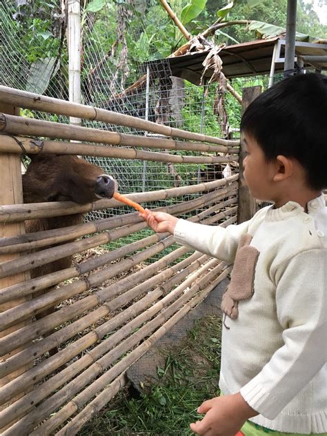 GLAMPING LEGOK KONDANG LODGE (Ciwidey) - Campground Reviews & Photos ...