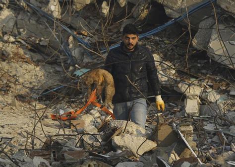 土耳其人愛貓 強震後營救貓咪影像全網關注 | 土敘強震 | 國際 | 世界新聞網