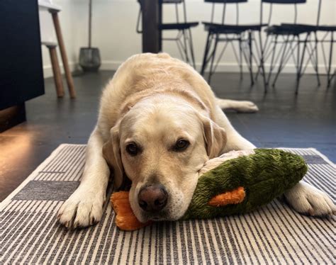 Six Sweet Ways to Pamper Your Pup Now That the Kids Are Back in School ...