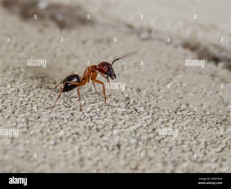 A Florida carpenter ant, Camponotus floridanus Stock Photo - Alamy
