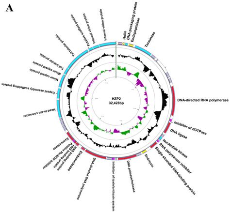 Evaluation of Potential ARG Packaging by Two Environmental T7-Like ...