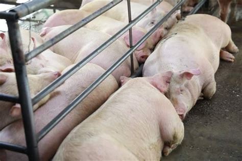 广东省预计2021年生猪出栏均价29.6元/公斤，最高点或突破40元_肉猪