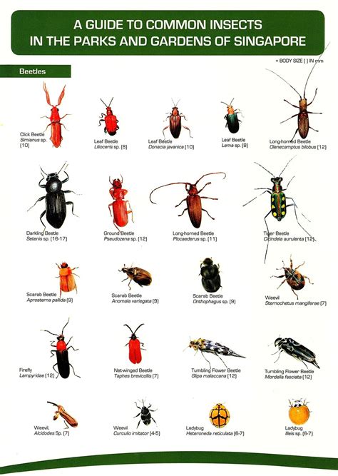 A Guide to Common Insects in the Parks and Gardens of Singapore (Poster) | Natventure