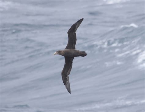 Giant Petrel