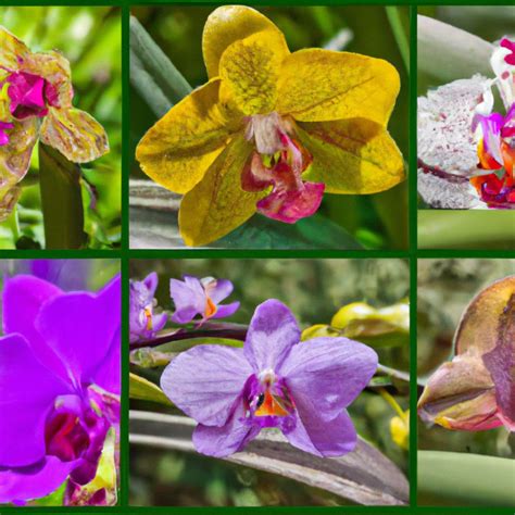 Adaptations Of Orchids