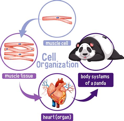 Image result for Cell Organization