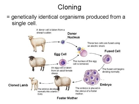 Cloning 的图像结果