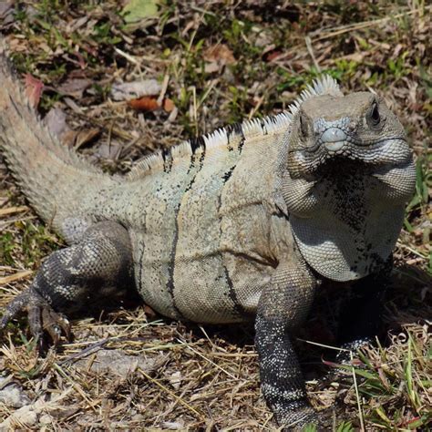 25 Fascinating Types of Iguanas You Should Know - Mothers Always Right