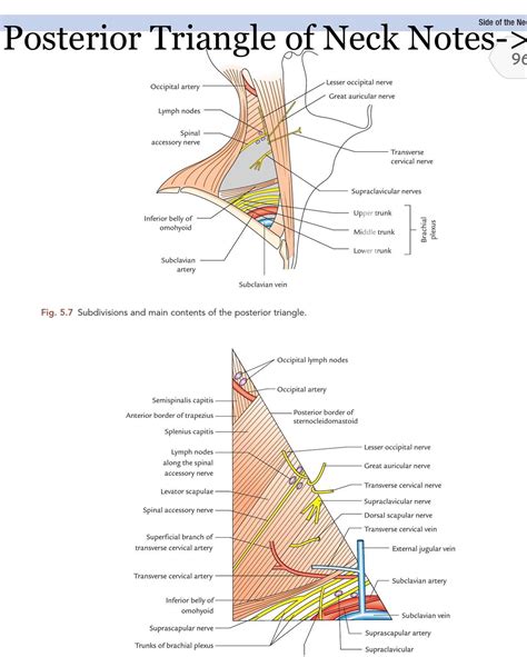 Anatomy Of Posterior Triangle Of Neck Neck Reconstruction | Plastic
