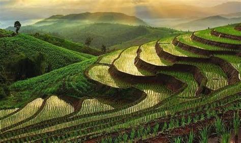 1 What is terrace farming - Brainly.in