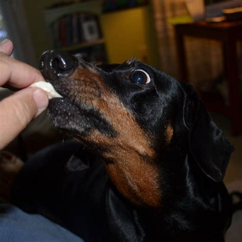 Are Dogs Allowed Chicken Bones