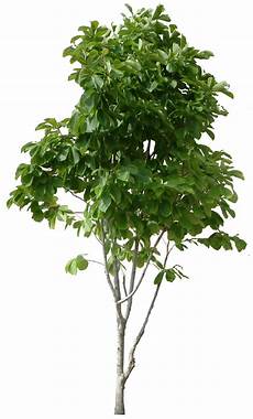 Tree Transparent Background by Tree Png Transparent Images Png All Tree Transparent Background