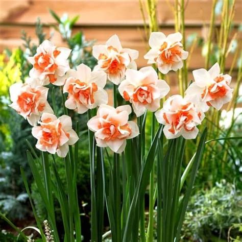 Daffodil Replete Imported Flower Bulbs – Radhakrishnaagriculture