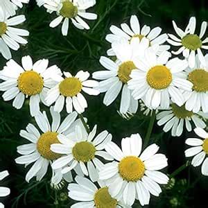 Audbhidhi Chamomile Herbs Seeds For Gardening Planting (Pack of 100 ...