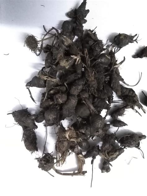 Buy Unknown – Nut Grass/Nagarmotha/Java Grass/Purple Nutsedge/So Ab ...