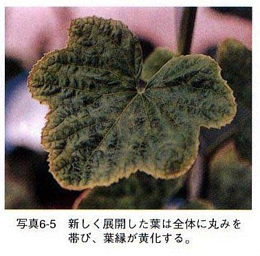 Image result for Testing Code for Hand Phone