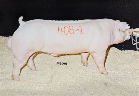 Chester White Pigs — Schmidt Swine